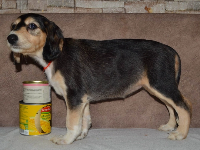 Saluki Welpe kaufen