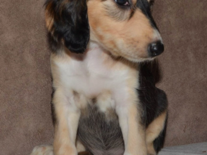 Saluki Welpe kaufen