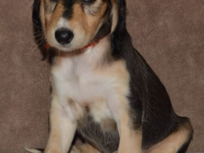 Saluki Welpe kaufen