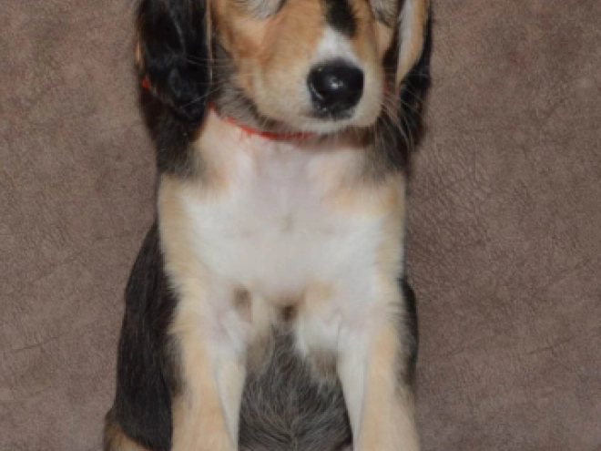 Saluki Welpe kaufen