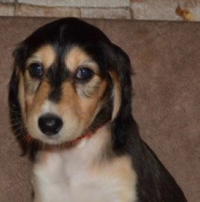 Saluki Welpe kaufen