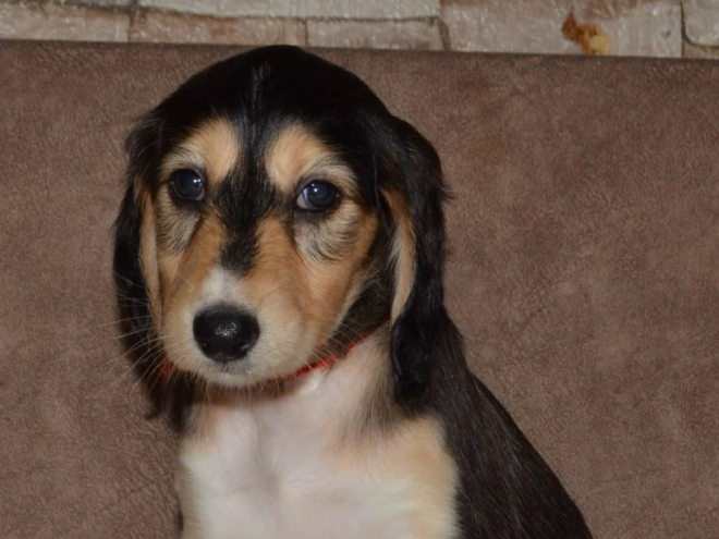 Saluki Welpe kaufen