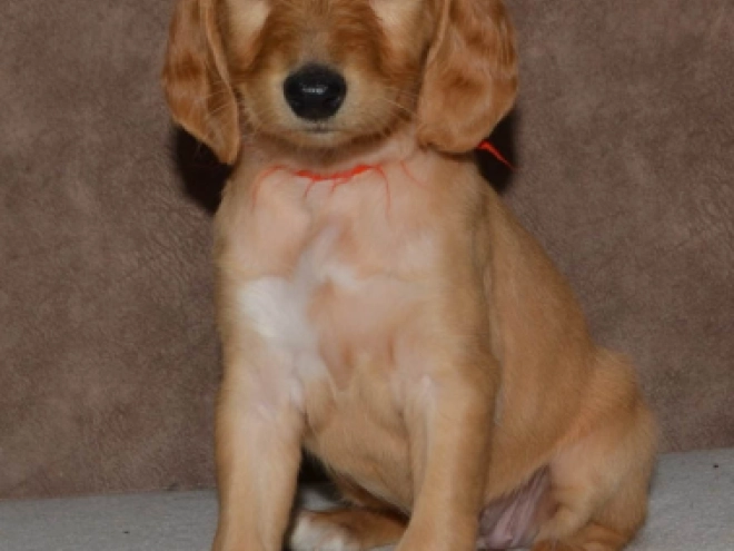 Saluki Welpe kaufen