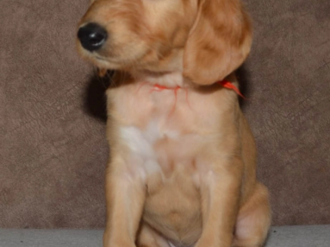 Saluki Welpe kaufen