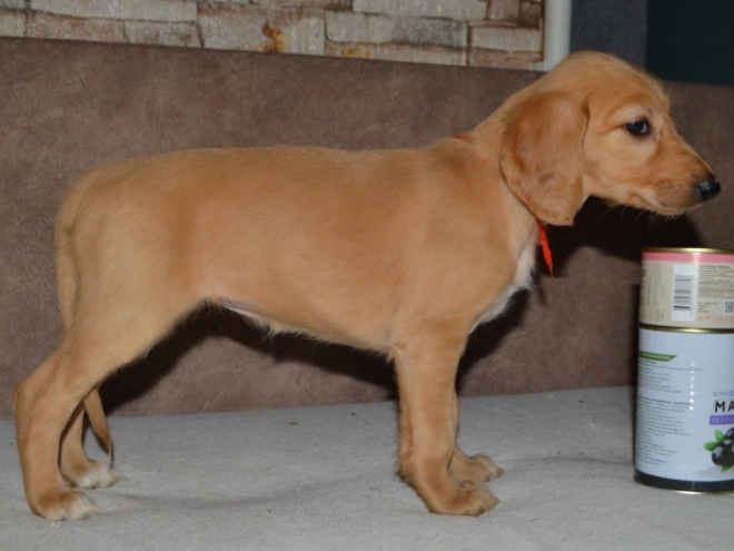 Saluki Welpe kaufen