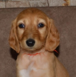 Saluki Welpe kaufen