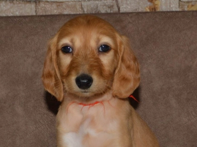 Saluki Welpe kaufen