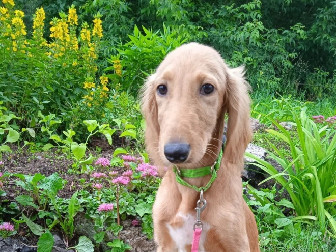 Saluki puppy for sale