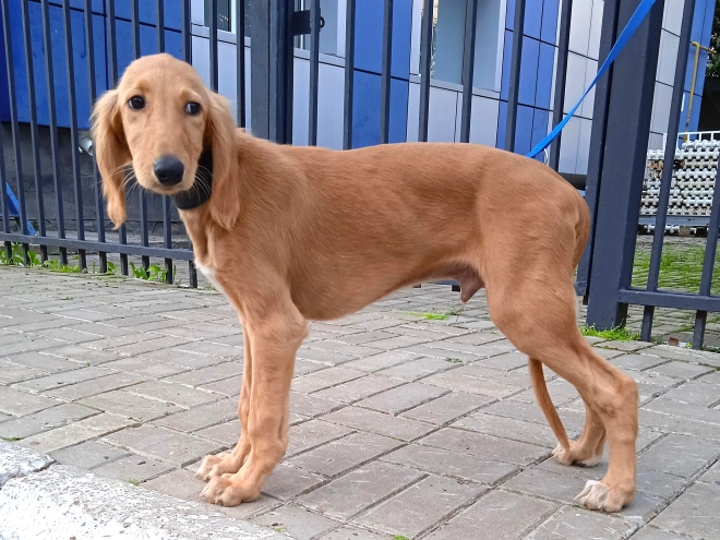 Saluki puppy for sale