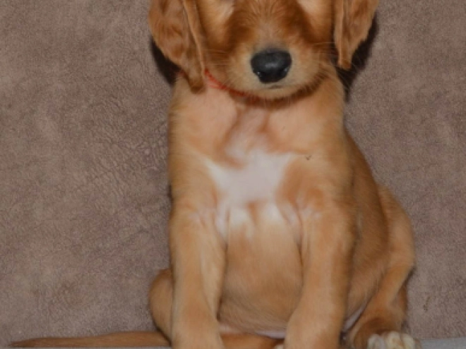 Saluki Welpe kaufen