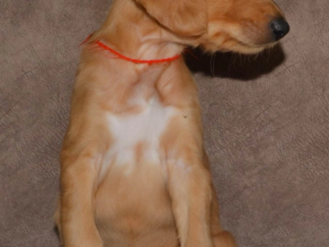 Saluki Welpe kaufen