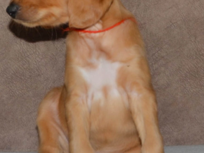Saluki Welpe kaufen