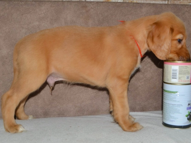 Saluki Welpe kaufen
