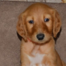 Adil, golden Saluki Welpen kaufen