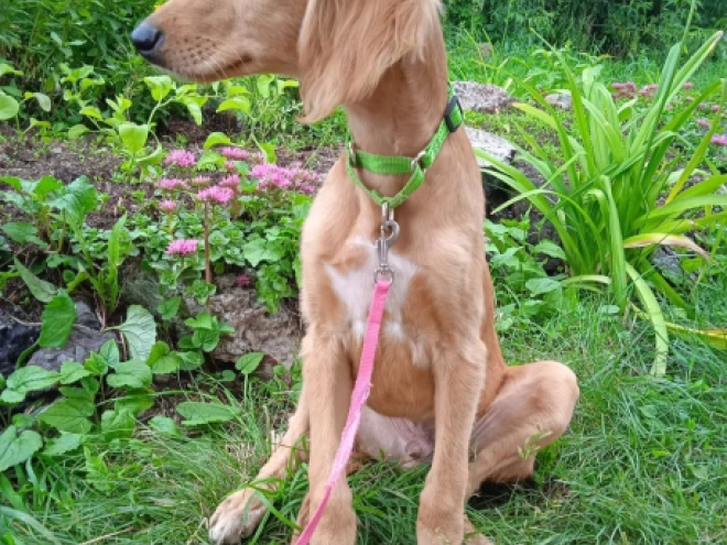 Saluki puppy for sale