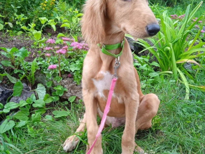 Saluki puppy for sale
