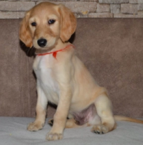 Saluki Welpe kaufen