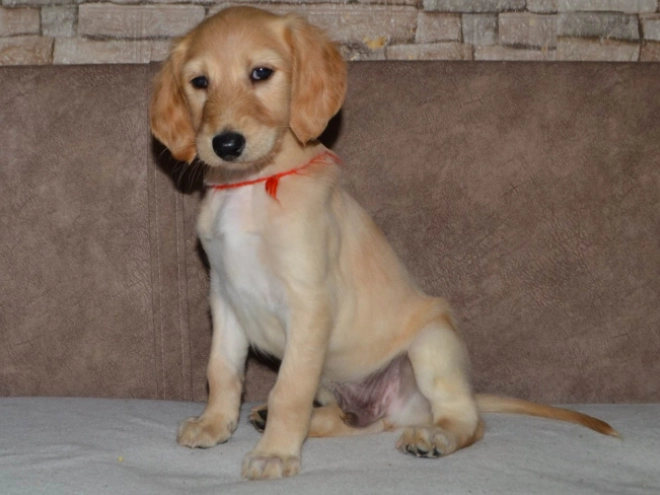 Saluki Welpe kaufen