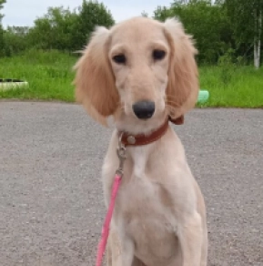 Perros Saluki en venta