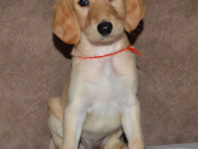 Saluki Welpe kaufen