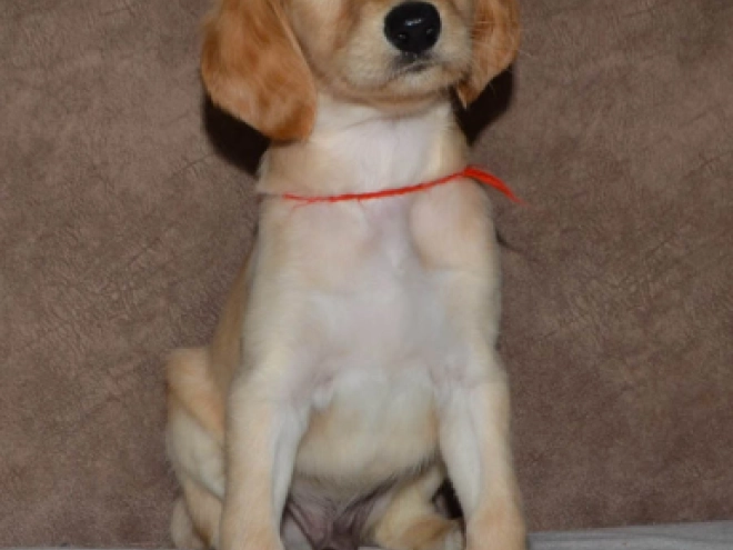 Saluki Welpe kaufen