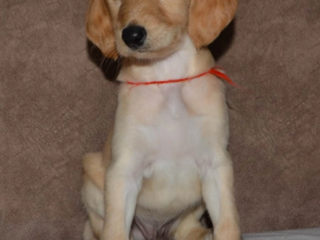 Saluki Welpe kaufen
