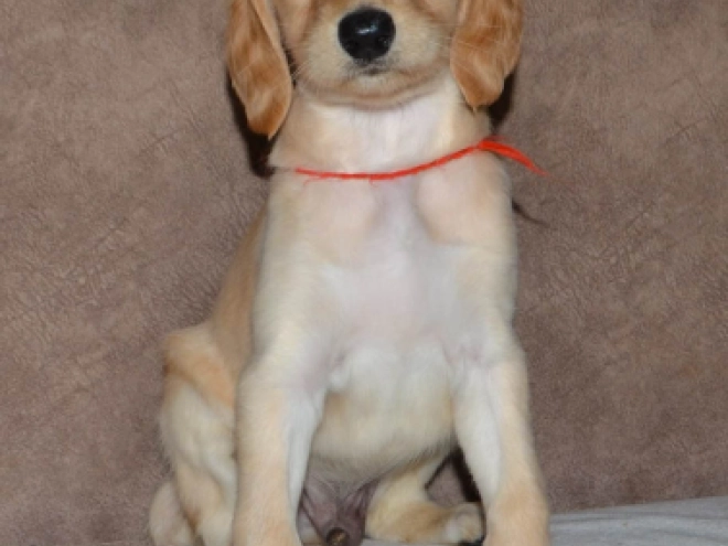Saluki Welpe kaufen
