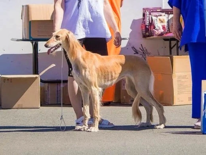 Saluki Welpe kaufen