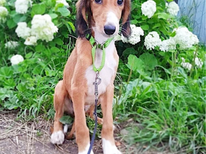 Perros Saluki en venta