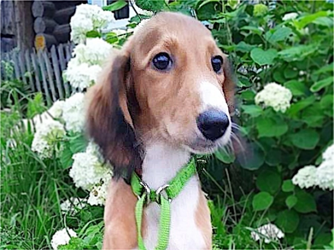 Perros Saluki en venta