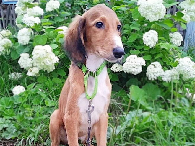 Perros Saluki en venta