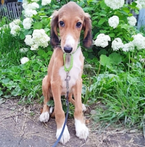 Perros Saluki en venta