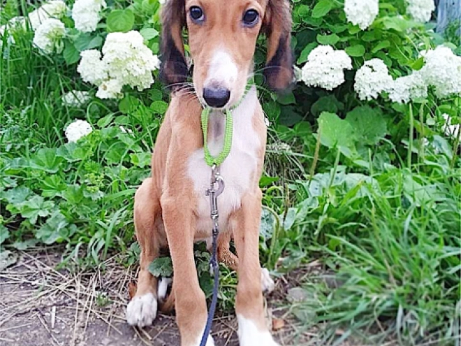 Perros Saluki en venta