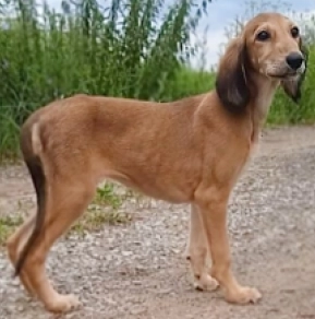 Perros Saluki en venta