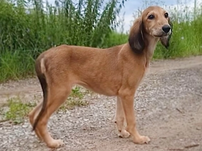 Perros Saluki en venta