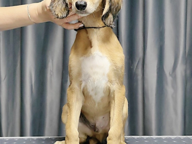 Perros Saluki en venta