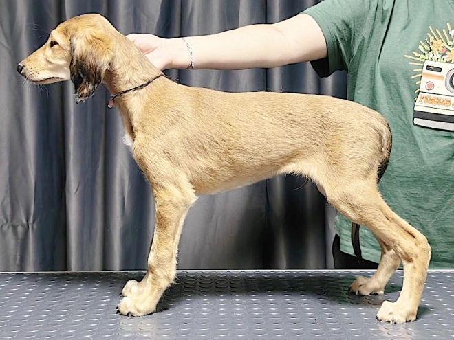 Perros Saluki en venta