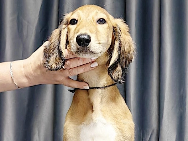 Perros Saluki en venta