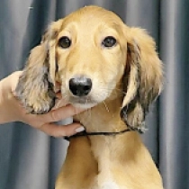 Emil,  Saluki for sale