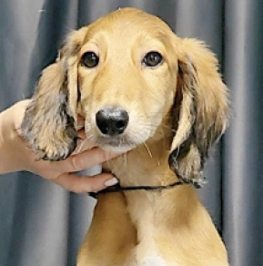 Perros Saluki en venta