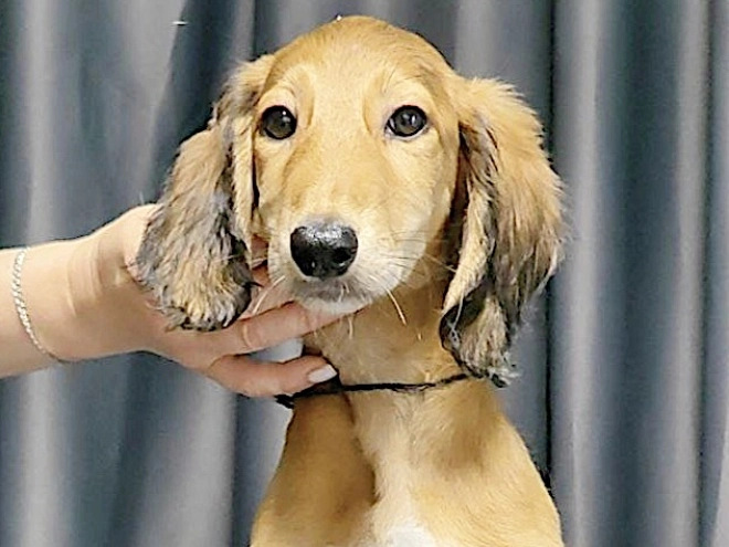 Perros Saluki en venta