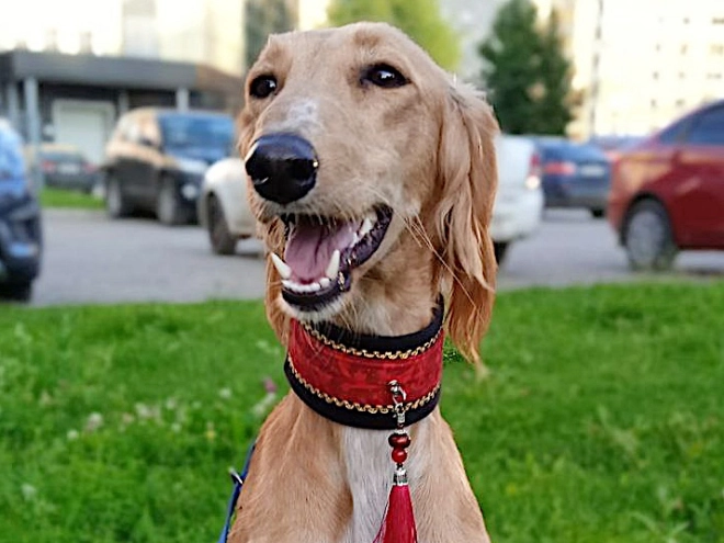 Perros Saluki en venta