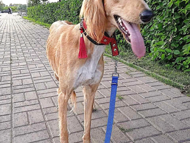 Perros Saluki en venta
