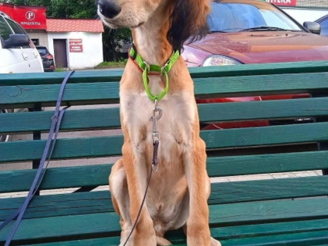 Saluki puppy for sale