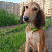Franklin, mahogany Saluki for sale