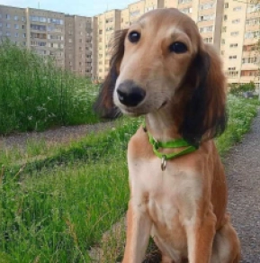 Saluki puppy for sale