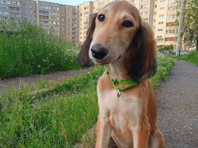 Saluki puppy for sale