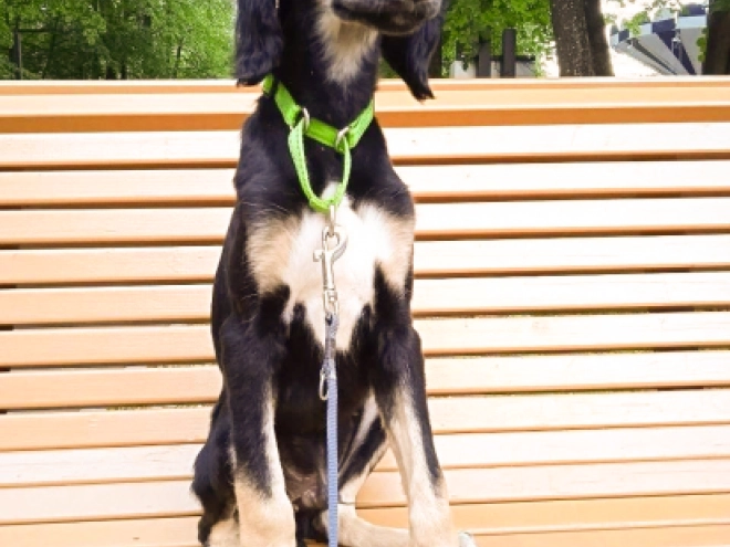 Saluki puppy for sale