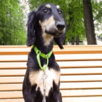 Yanik, tricolor Saluki for sale