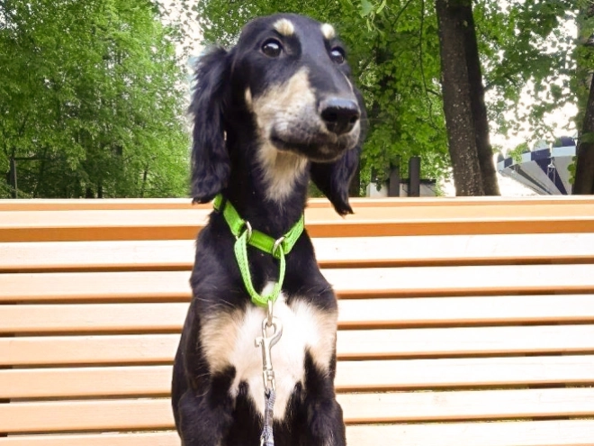 Saluki puppy for sale